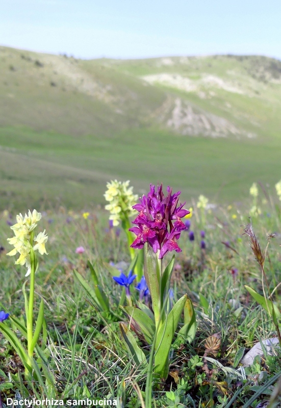 Orchidee a Campo Imperatore tra Medioevo e wilderness  primavera 2023